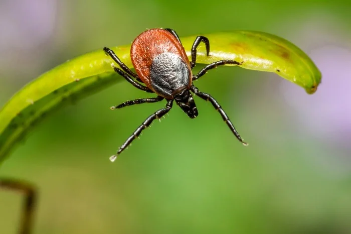 Is it true that a tick that has bitten a person needs to be tested? - My, Mite, Health, Person, Organism, The medicine, Doctors, Test, Laboratory, Medical tests, Disease, Vaccine, Tick-borne encephalitis, Tick-borne borreliosis, Protection against ticks, Facts, Проверка, Research, Informative, Longpost