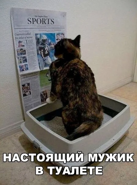 Real - From the network, Picture with text, Humor, cat