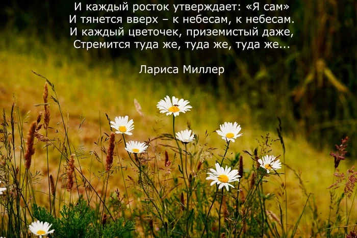 Mood of the day - My, The photo, Nature, Quotes, Poems