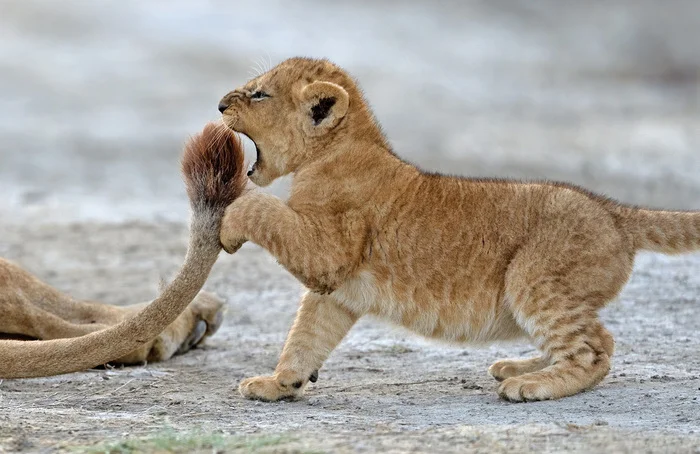 Someone will finish the game... - Lion cubs, Tanzania, Lioness, The photo, Cat family, Tail