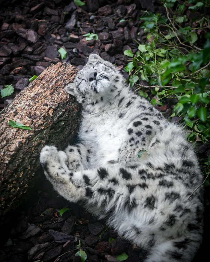 Hush, the cat is sleeping :3 - Wild animals, Zoo, Predatory animals, Cat family, Big cats, Snow Leopard, Young