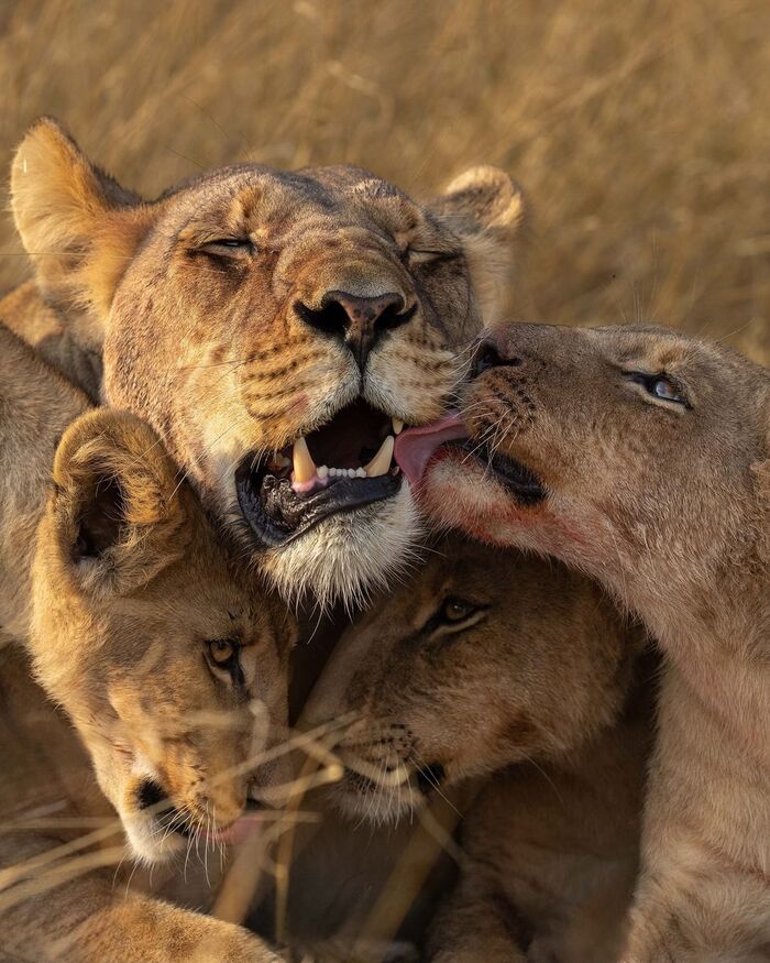 Mommy gets some love - Lion cubs, Lioness, a lion, Big cats, Cat family, Predatory animals, Wild animals, wildlife, Reserves and sanctuaries, South Africa, The photo, Lick