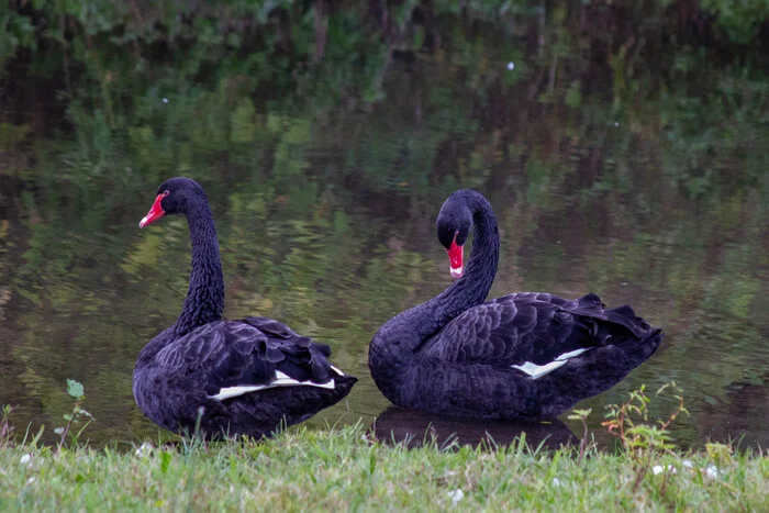 Black Swan - My, Swans, Black Swan, Birds, Nature, The photo