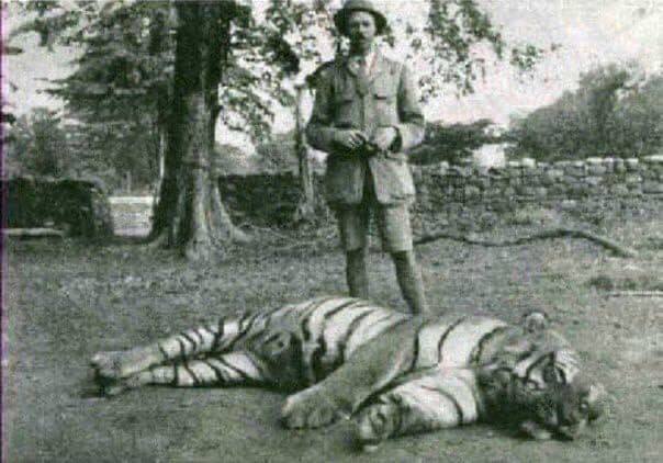 The most famous tiger in the world is the Champawat tigress, who killed 436 people. - Tiger, Killer, The photo, Man-Eating Animals, Big cats, Wild animals, Cat family