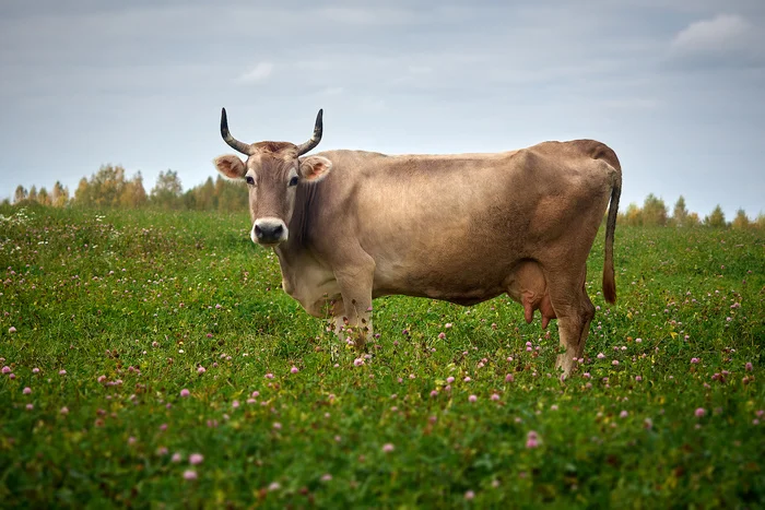 Who is grazing in the meadow? - My, The photo, Olympus, Field, Cow