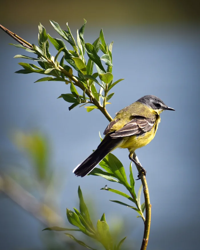 Yellow wagtail on a branch - My, The photo, Birds, Wagtail