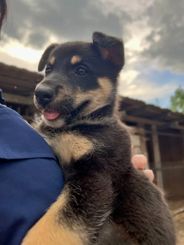 St. Petersburg and Leningrad region. Kolpino. An ordinary puppy is looking for a home. Girl. They threw it under the fence. Sterilization due to age will be free - My, Helping animals, Animal Rescue, In good hands, Saint Petersburg, Leningrad region, No rating, Vertical video, Dog, Video, Longpost, Kolpino