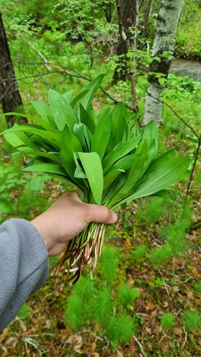 Cheremsha - Forest, Siberia, Ramson, Walk in the woods, Mobile photography