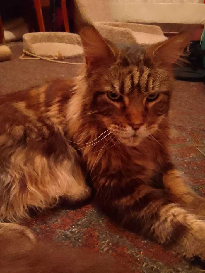 Continuation of the post “A Maine Coon cat was left in a rented apartment. The landlady contacted me. Asks to pick it up - Homeless animals, In good hands, No rating, cat, Animal Rescue, Overexposure, Shelter, Cat lovers, Video, Vertical video, Longpost, Maine Coon, Kittens, Lost, Fluffy, Telegram (link), Reply to post