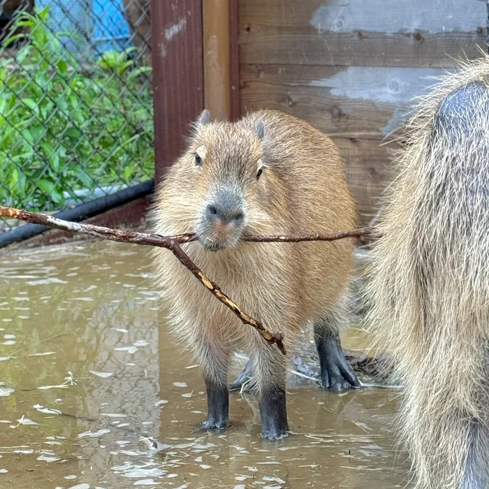 Found the slingshot :3 - Wild animals, Zoo, Capybara, Rodents, Branch, Water