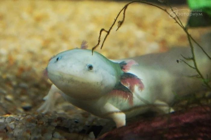 WHAT'S IN A NAME? - My, Facts, Animals, Axolotl, Zoo, Exotarium, Biology
