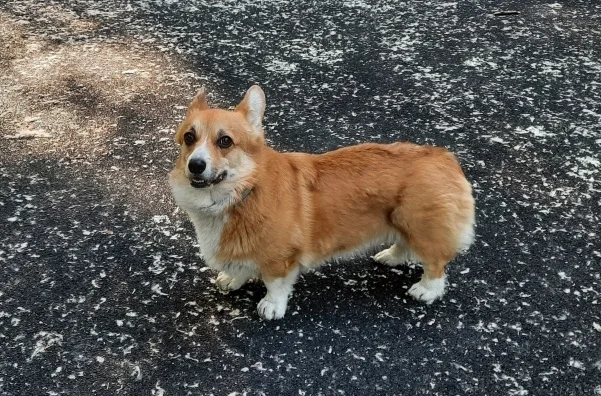 Happy holiday, dear korzhevods!) - My, Dog, Corgi, Holidays, World Day