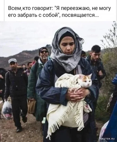 Priorities - Picture with text, cat, Relocation, Refugees