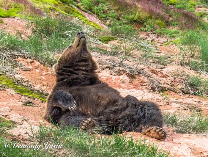 And silence - Brown bears, Kronotsky Reserve, Valley of Geysers, Kamchatka, The Bears, Wild animals, wildlife, Keep quiet, Telegram (link)