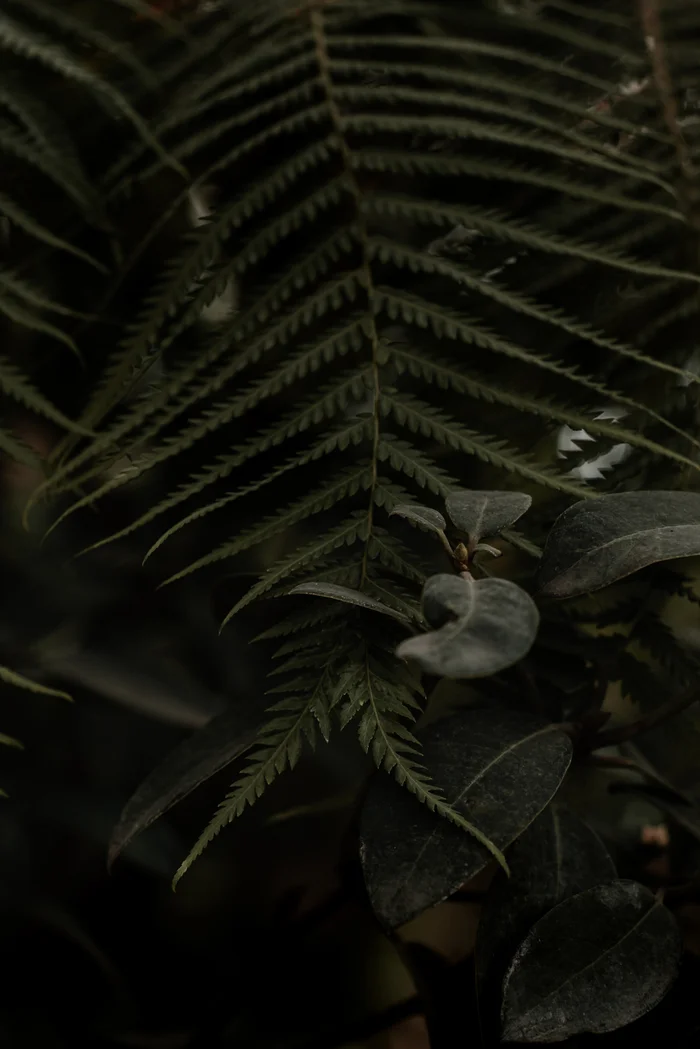 Greenery - My, Greenery, Flowers, Longpost, beauty, Nature, The photo, Fern