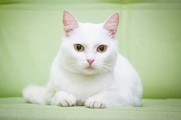 Kitten Marsik - a snow-white beauty in good hands - My, Shelter, In good hands, Homeless animals, Overexposure, cat, White, Cat lovers, Is free, Marsik, Longpost