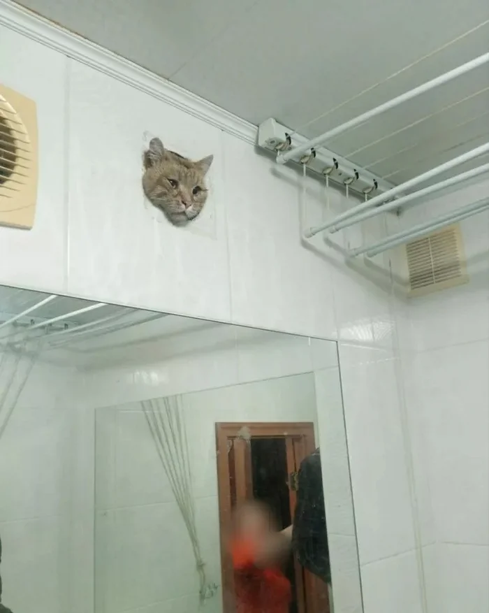In Ufa, utility workers rescued a cat from the ventilation in an apartment - cat, The bone is wide, Telegram (link)