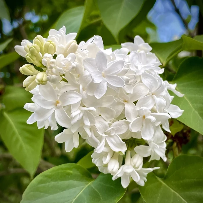 Lilac - My, Bloom, Flowers, Lilac, The photo, Summer