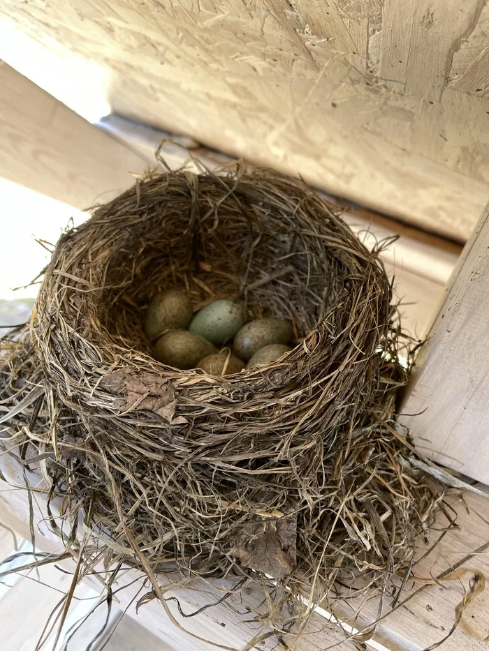 Surprise from neighbors - My, Dacha, Thrush, wildlife, Longpost