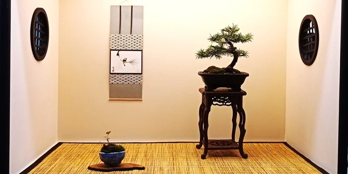 Bonsai at home - My, Houseplants, Flowers, Telegram (link), Link, Bonsai, Feng Shui, Nature, Zen, Tree, Miniature, Floristics, Longpost