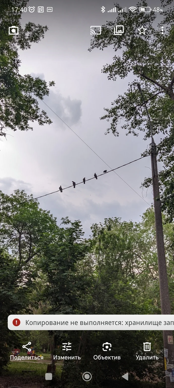 Yard - My, Neighbours, Pigeon, Kindness, Longpost