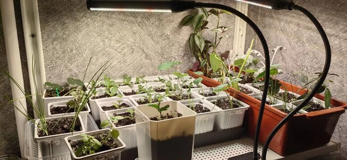 Vegetable garden in the pantry. There were flowers, now it’s time for berries - My, Vegetable garden on the windowsill, Plants, Garden, Growing, Hot peppers, Bell pepper, Tomatoes, Strawberry (plant), Greenery, Video, Vertical video, Longpost