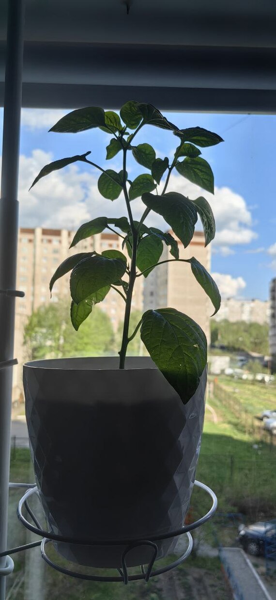 ������ � ��������. ���� ��������, ������ � ������ �����