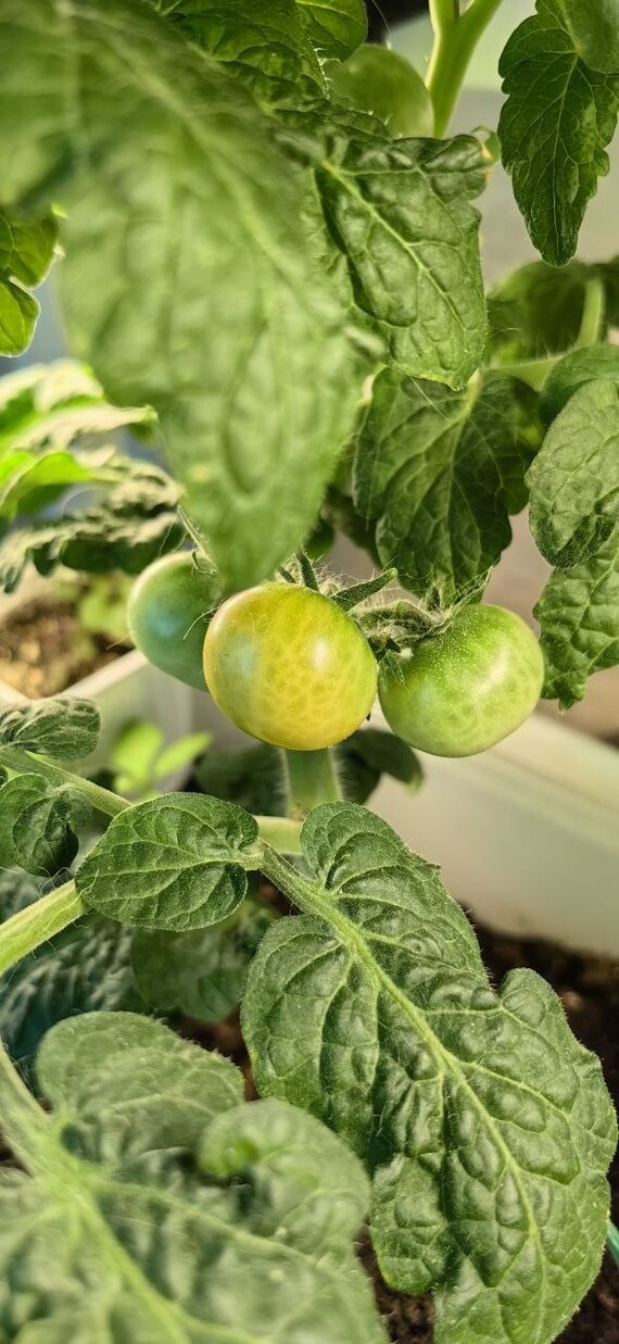 ������ � ��������. ���� ��������, ������ � ������ �����