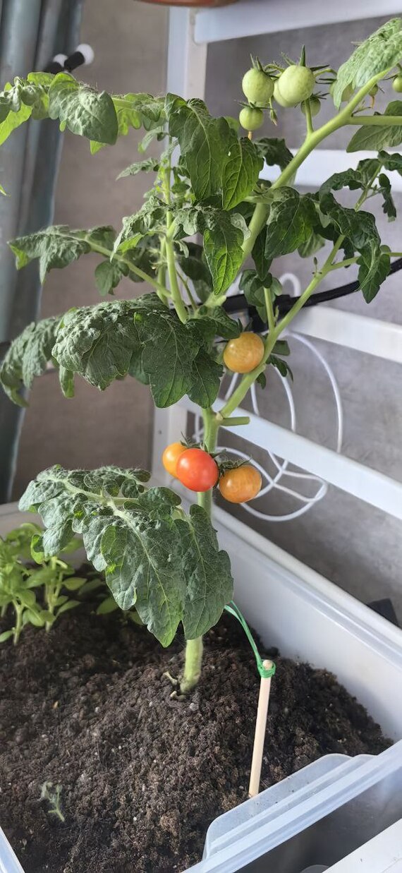 ������ � ��������. ���� ��������, ������ � ������ �����