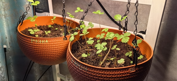 ������ � ��������. ���� ��������, ������ � ������ �����