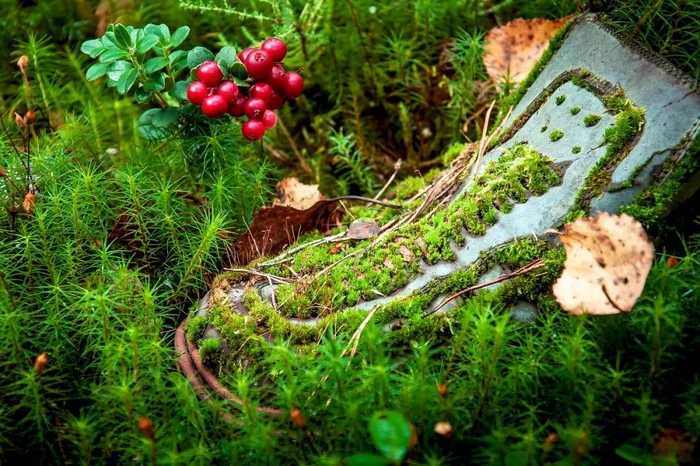 I came to the forest and didn’t notice how I disappeared... - Forest, Moss, The photo, Nature, Cowberry