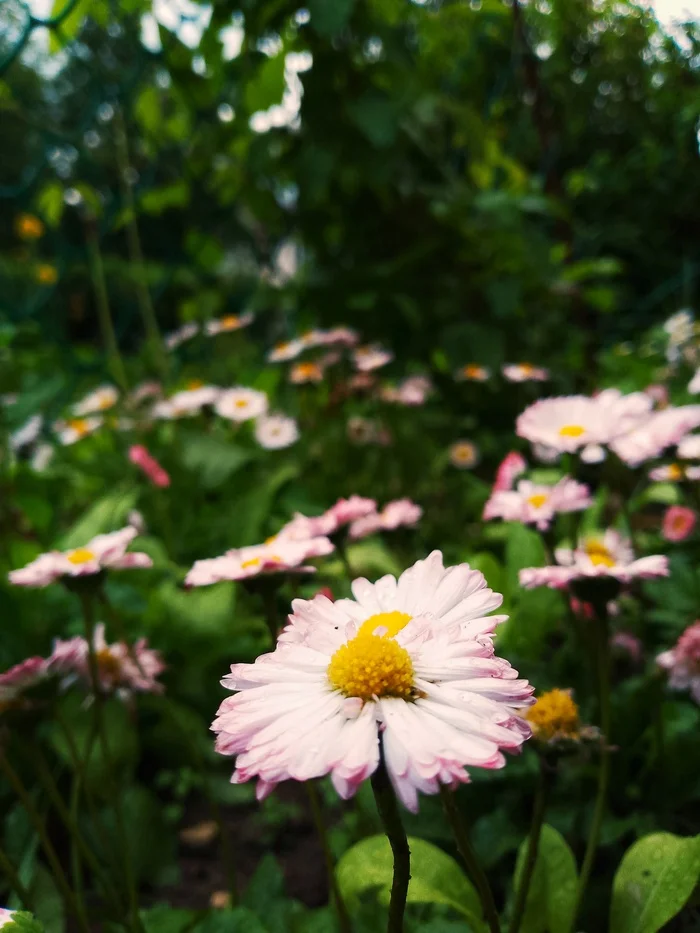 After the rain - My, Mobile photography, Photo on sneaker, Summer, Flowers