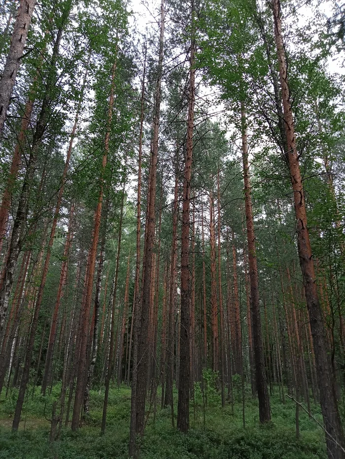 Forest, forest, forest... - My, Forest, beauty, Flowers, Chamomile, Conifers, Whisper, Nature, Freshness, Mobile photography, Longpost