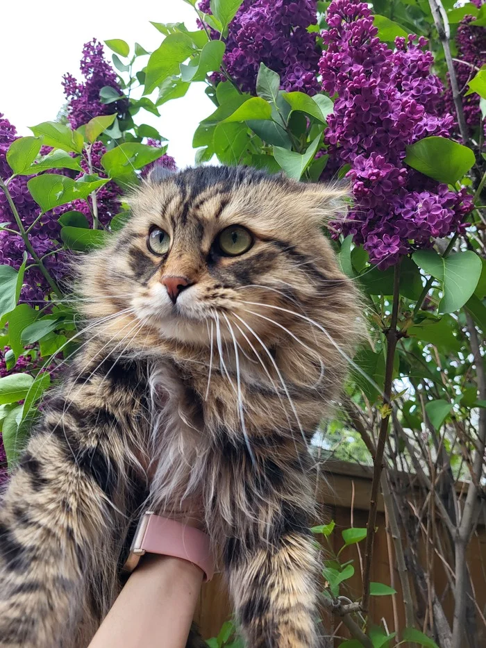 Summer - My, Siberian cat, Brutality, Summer, Lilac, cat, The photo