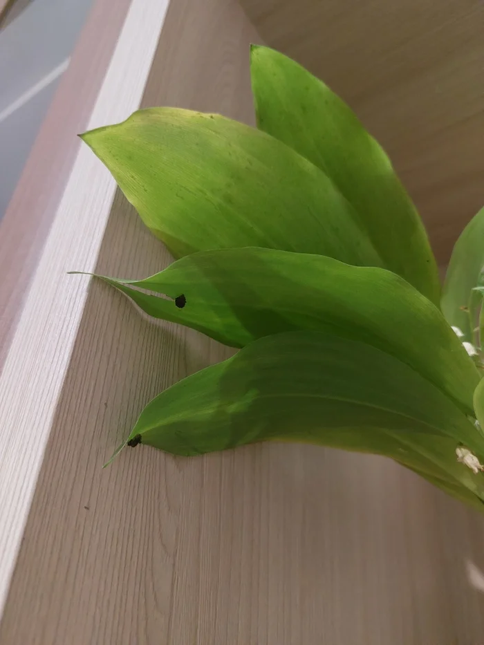 What is this crap on lilies of the valley? They gave me a bouquet a couple of days ago, they brought it from the forest, and there was something on it that looked like it was eating leaves - Question, Flowers, Flora, Ask Peekaboo, Longpost, Lilies of the valley