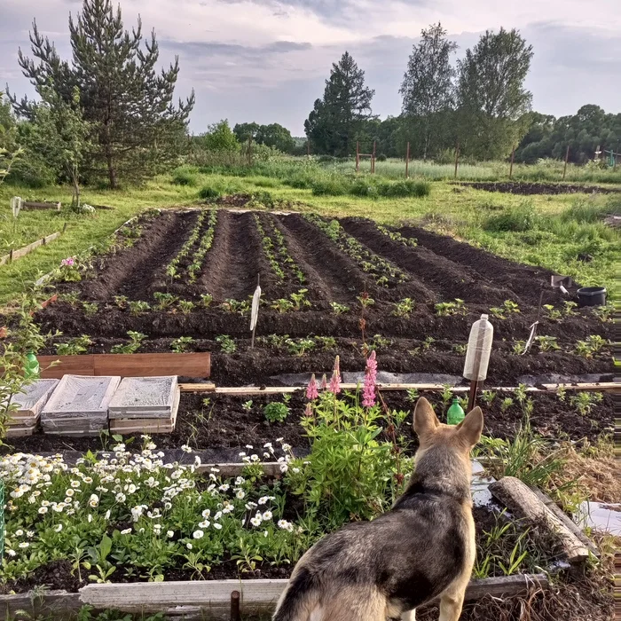 Something went wrong))) - My, Garden, Flowers, Dacha, Longpost, The photo