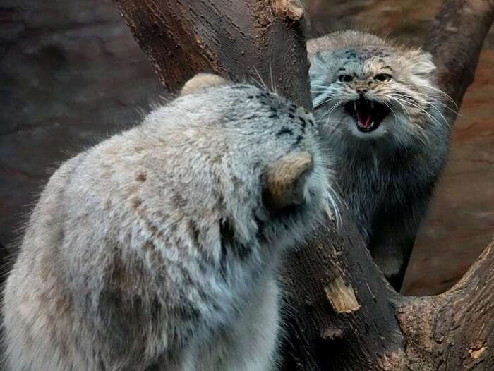 Do not make me angry! - Wild animals, Predatory animals, Cat family, Small cats, Pallas' cat, The photo, Zoo