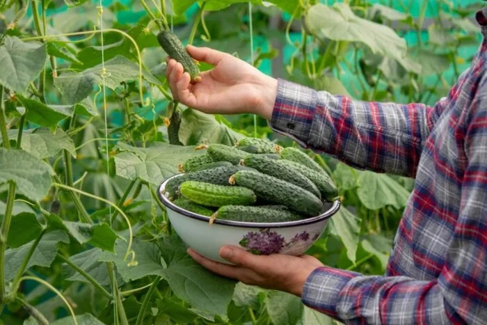 RULES FOR A POWERFUL CUCUMBER HARVEST: - My, Garden, Garden, Gardening, Dacha, Cucumbers