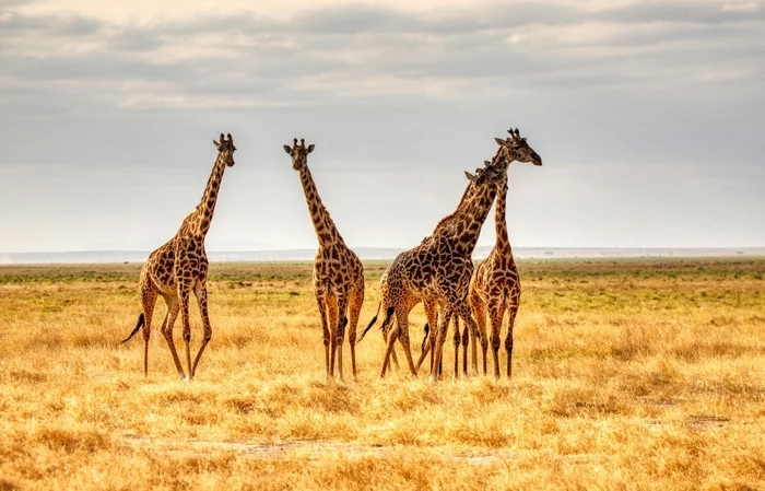 Why does a giraffe have such a long neck? - Giraffe, Neck, Scientists, Hypothesis, University, Pennsylvania, University of Pennsylvania, USA, Ungulates, Artiodactyls, Wild animals, Informative