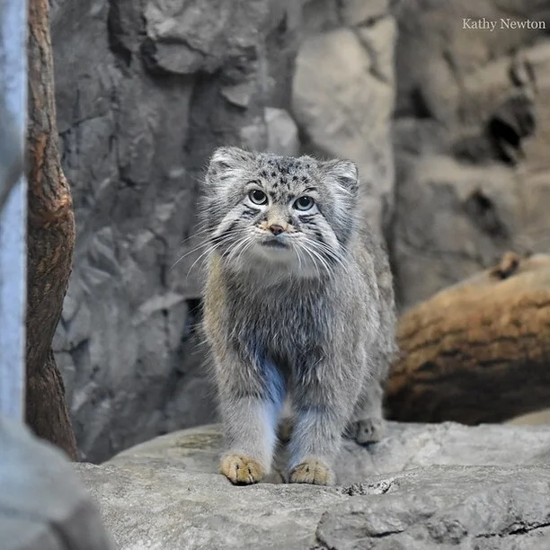 Happy birthday pretty! - Pallas' cat, Small cats, Cat family, Predatory animals, Wild animals, The photo, Zoo, Congratulation