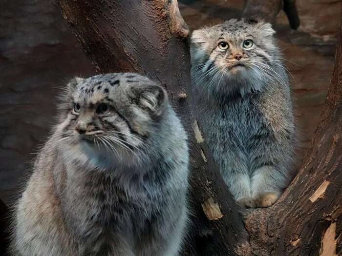 The kindest lady in the world - Wild animals, Predatory animals, Cat family, Small cats, Pallas' cat, The photo, Zoo