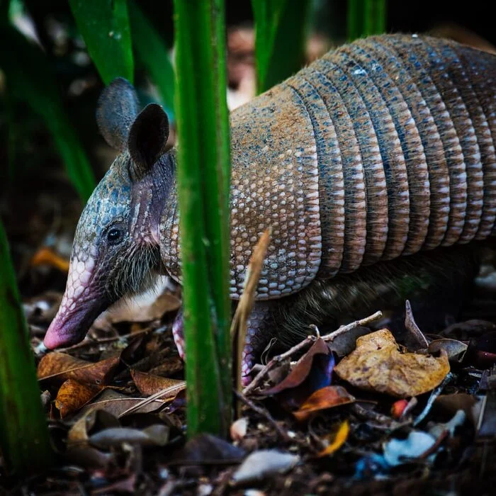 Nine-banded armadillo - Battleship, Wild animals, wildlife, Central America, The photo