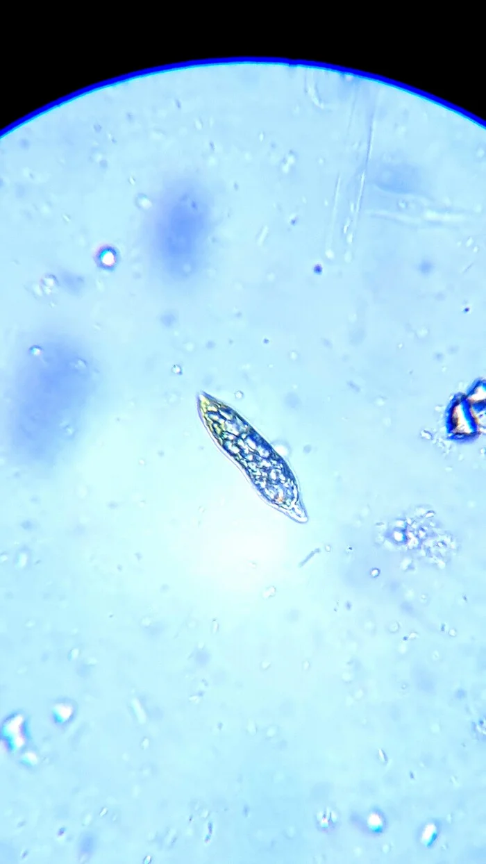 Got interested in microscopy - My, Microscopy, Microscope, Euglena green, Video, Youtube, Longpost