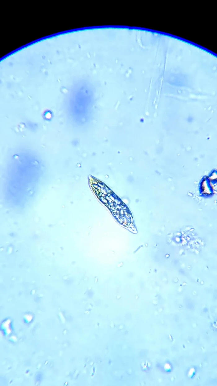 Увлёкся микроскопией - Моё, Микроскопия, Микроскоп, Эвглена зелёная, Видео, YouTube, Длиннопост