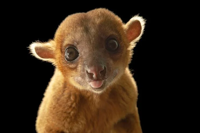 Baby kinkajou - Potto, Young, Predatory animals, Wild animals, Zoo, The photo