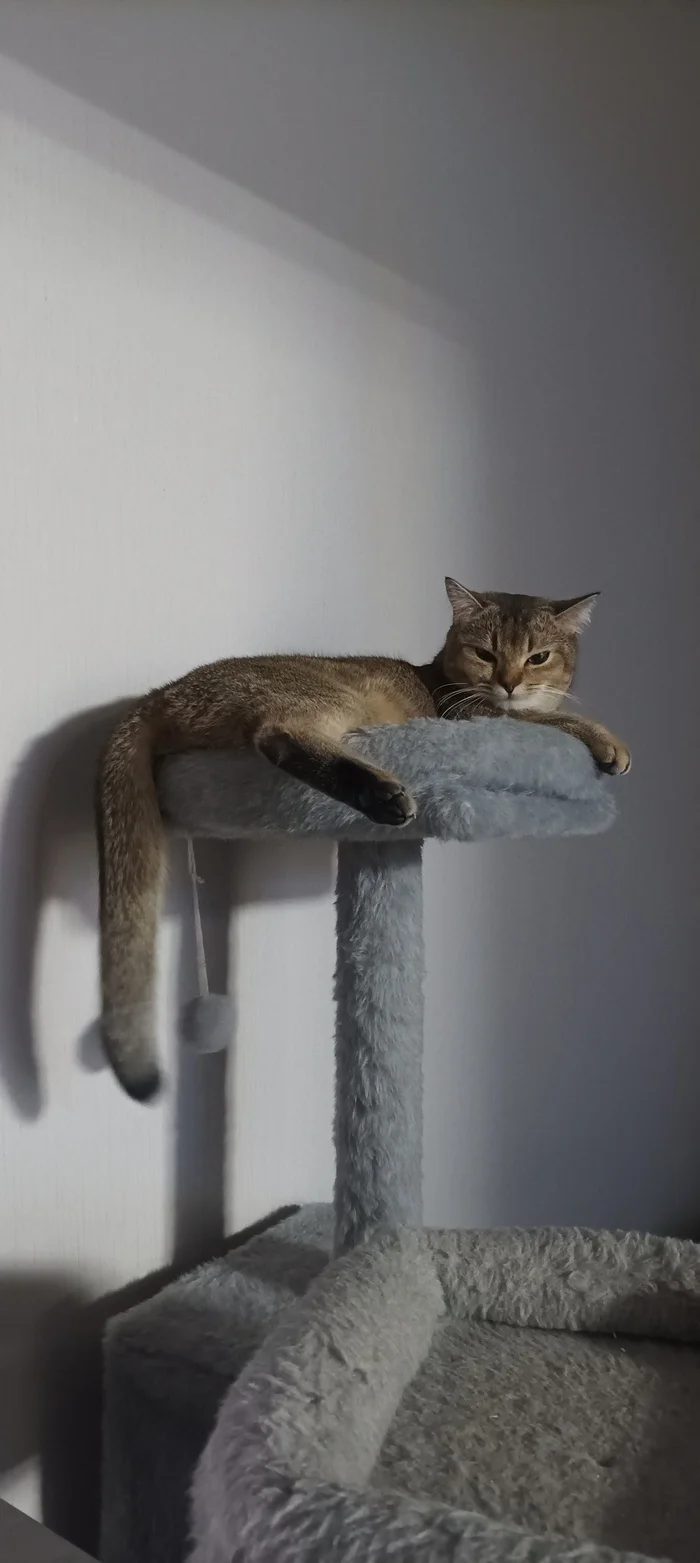cat on the throne - My, cat, Fluffy, Cat lovers, Longpost, Pets, The photo