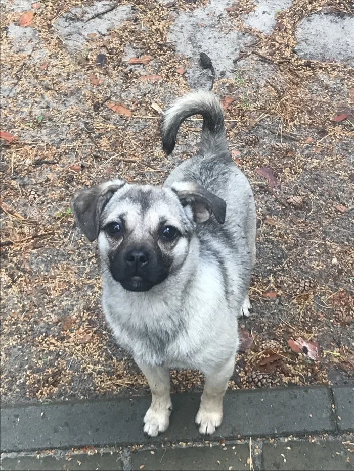 SOS!!! Puppies dumped on the highway - My, Kurchatov, Moscow, Puppies, In good hands, Dog, Save, The strength of the Peekaboo, Thrown out, No rating, Video, Vertical video, Longpost