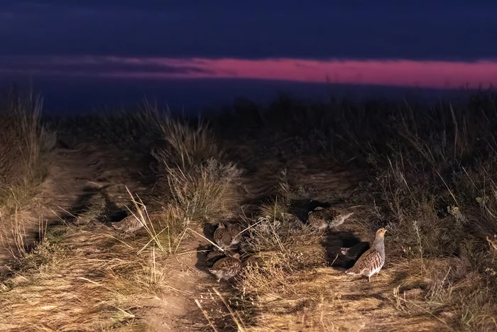 At dawn in the headlights - My, Photo hunting, Grey partridge, Partridge, Ornithology League, Bird watching, Steppe, Ornithology