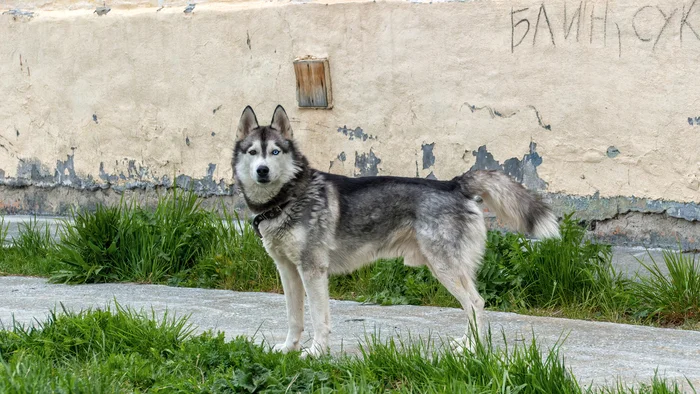 Dog - My, Canon, The photo, Street photography, City walk, Dog, Husky, Heterochromia, Beginning photographer