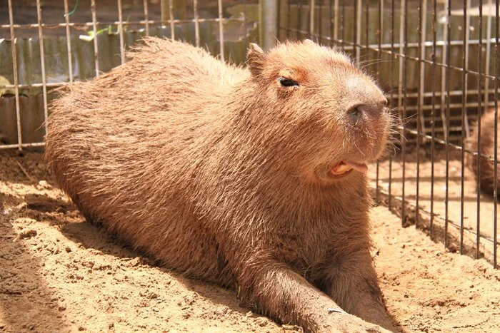 The - Wild animals, Zoo, Capybara, Rodents